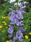 american bellflower